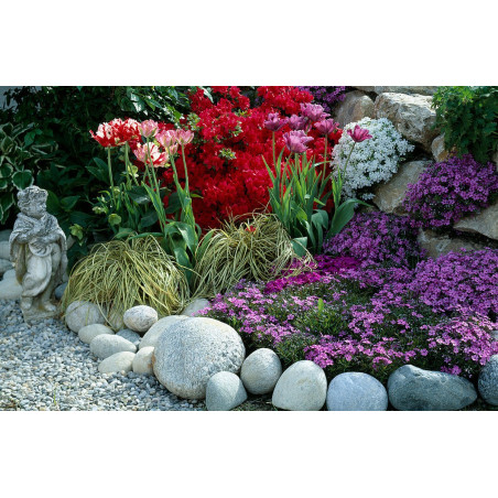 Floks szydlasty sklep