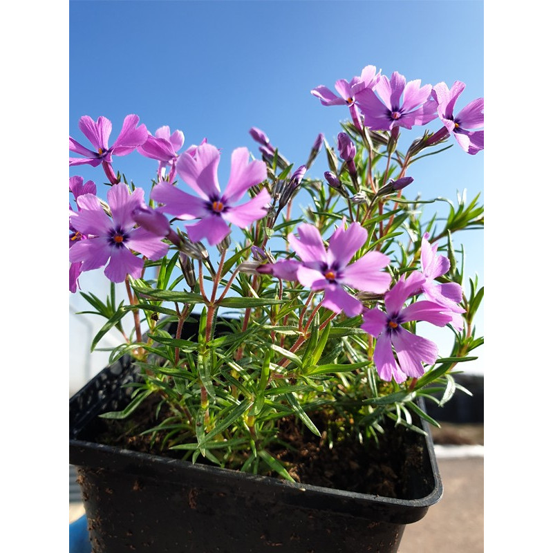 Floks szydlasty cena