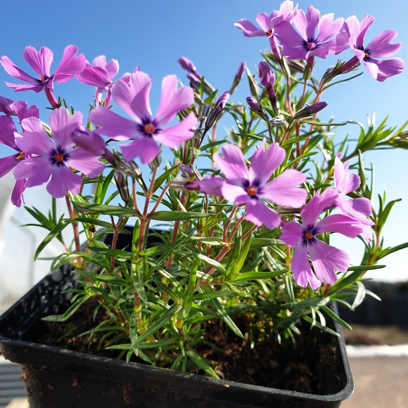 Floks szydlasty sklep