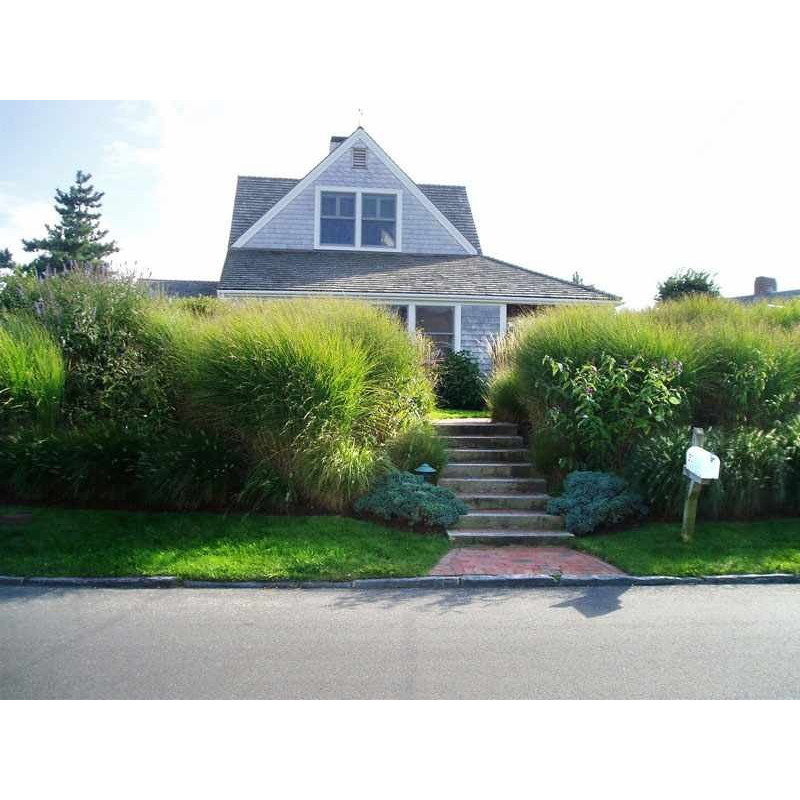 Miskant chiński Gracillimus sadzonka