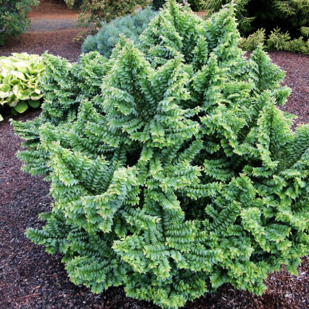 Wiąz polny Jacqueline Hillier cena