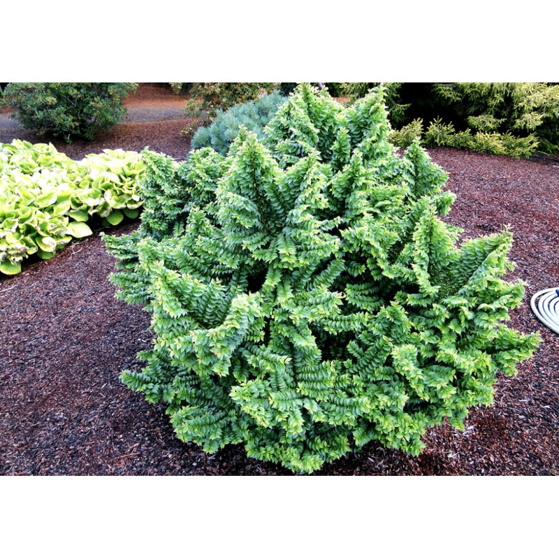 Wiąz polny Jacqueline Hillier sklep