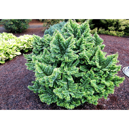 Wiąz polny Jacqueline Hillier sklep