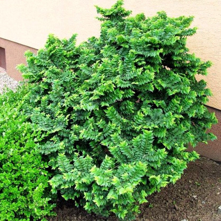 Wiąz polny Jacqueline Hillier cena