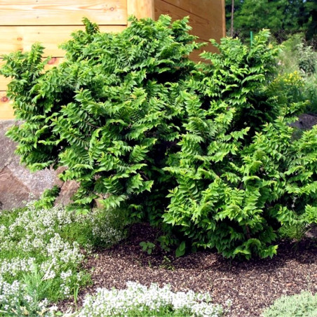 Wiąz polny Jacqueline Hillier