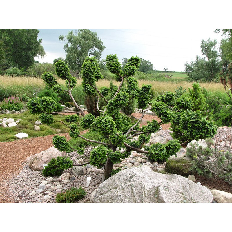 Wiąz polny Jacqueline Hillier cena