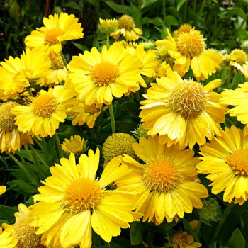 Gailardia oścista Mesa Yellow