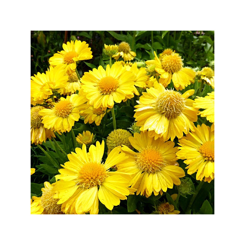 Gailardia oścista Mesa Yellow