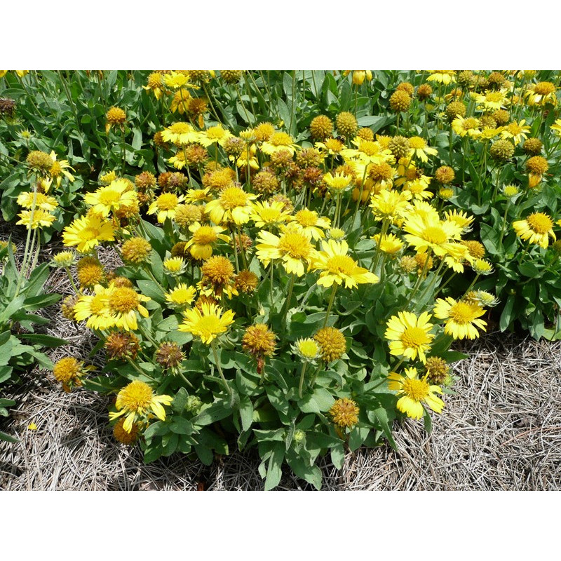 Gailardia oścista Mesa Yellow sklep