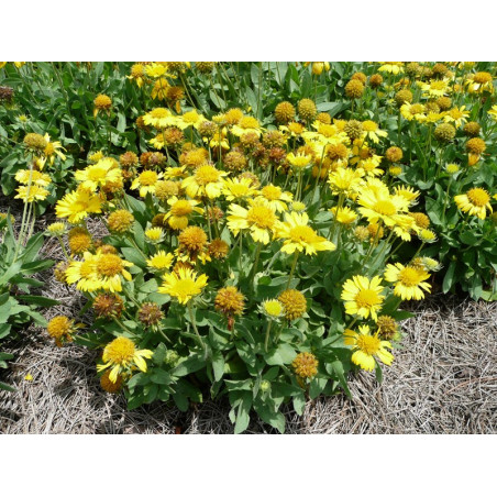 Gailardia oścista Mesa Yellow sklep