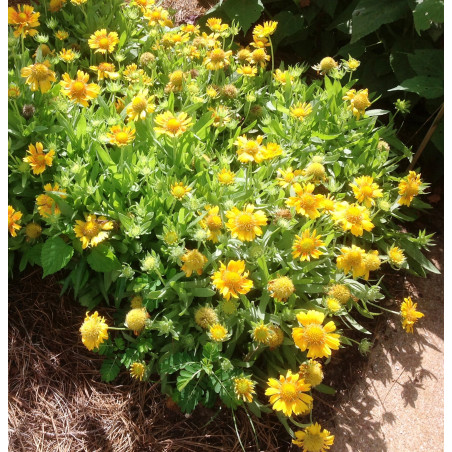 Gailardia oścista Mesa Yellow cena