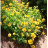 Gailardia oścista Mesa Yellow cena