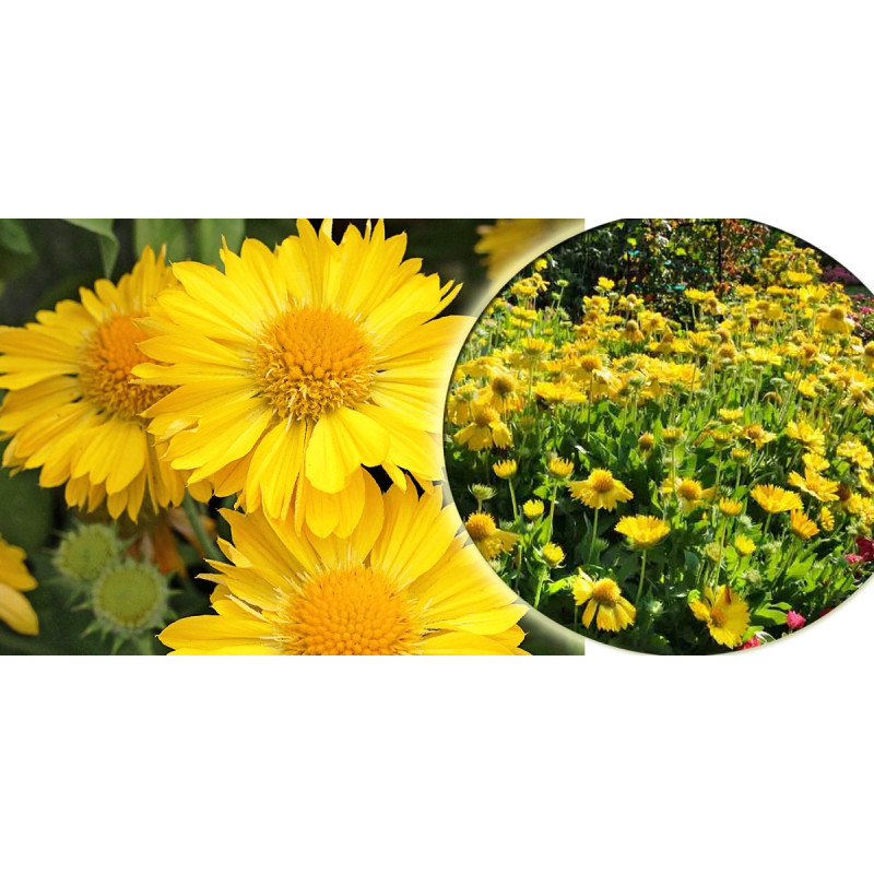 Gailardia oścista Mesa Yellow cena