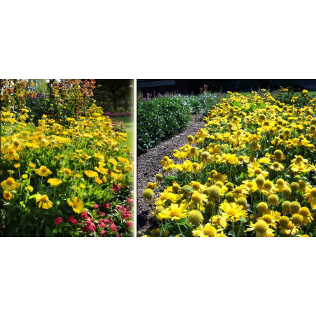 Gailardia oścista Mesa Yellow sadzonka