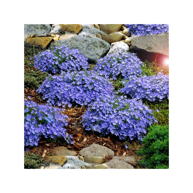 Dzwonek gargański gdzie kupić