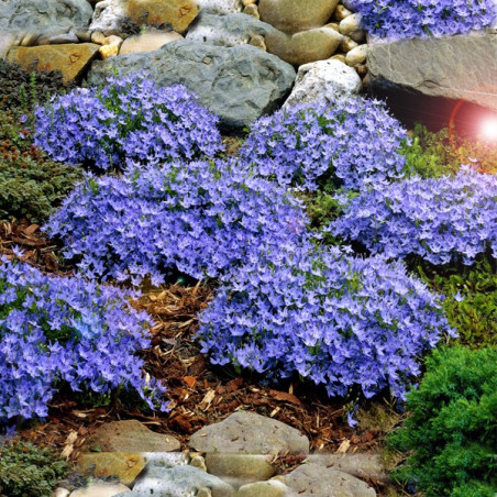 Dzwonek gargański gdzie kupić