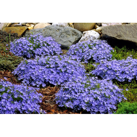 Dzwonek gargański sklep