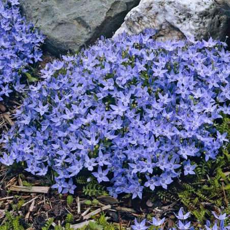 Dzwonek gargański cena