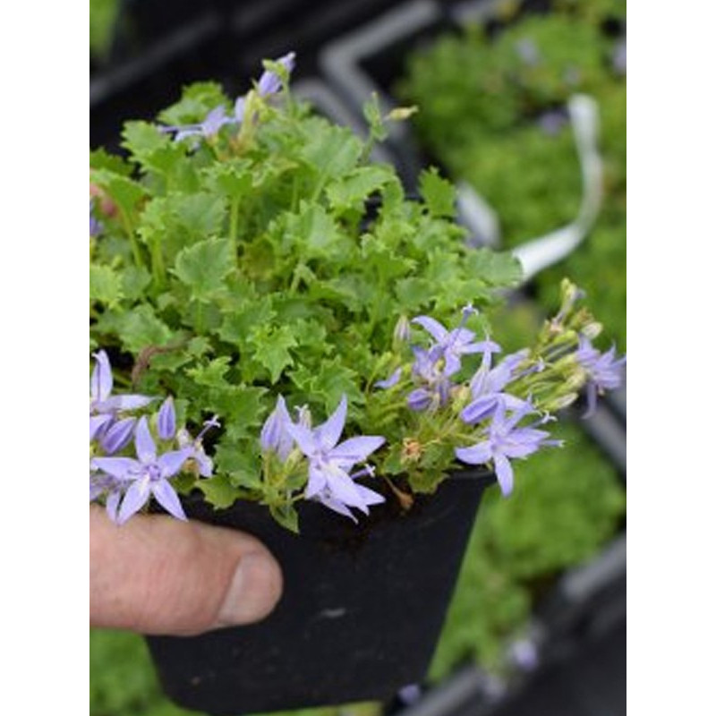 Dzwonek gargański cena