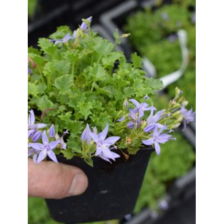 Dzwonek gargański cena