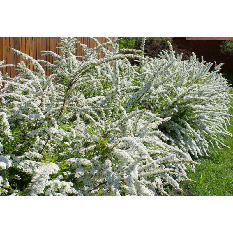 Tawuła szara Grefsheim sklep