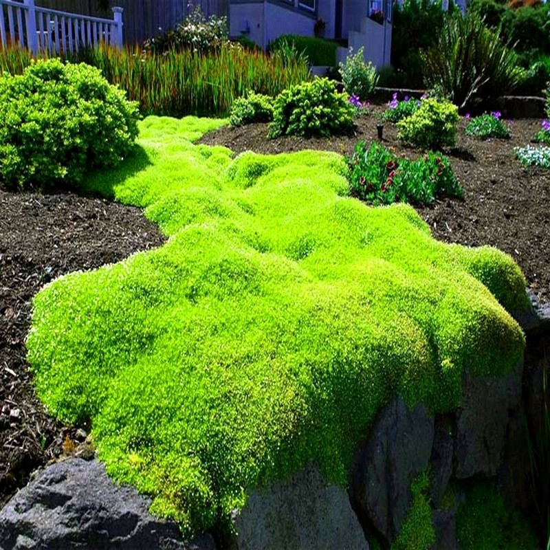 karmnik ościsty cena