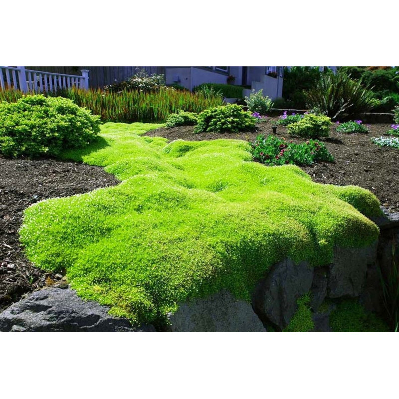 karmnik ościsty sklep