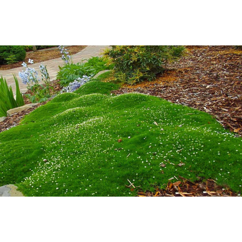 karmnik ościsty cena