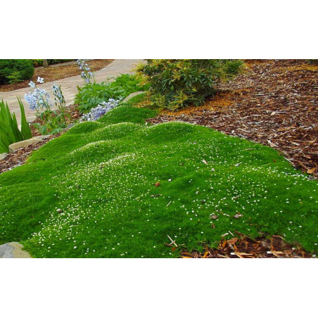 karmnik ościsty cena