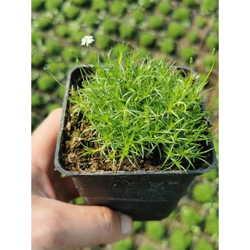 karmnik ościsty sklep