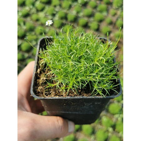 karmnik ościsty sklep