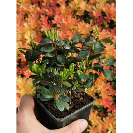 Azalia japońska marushka cena