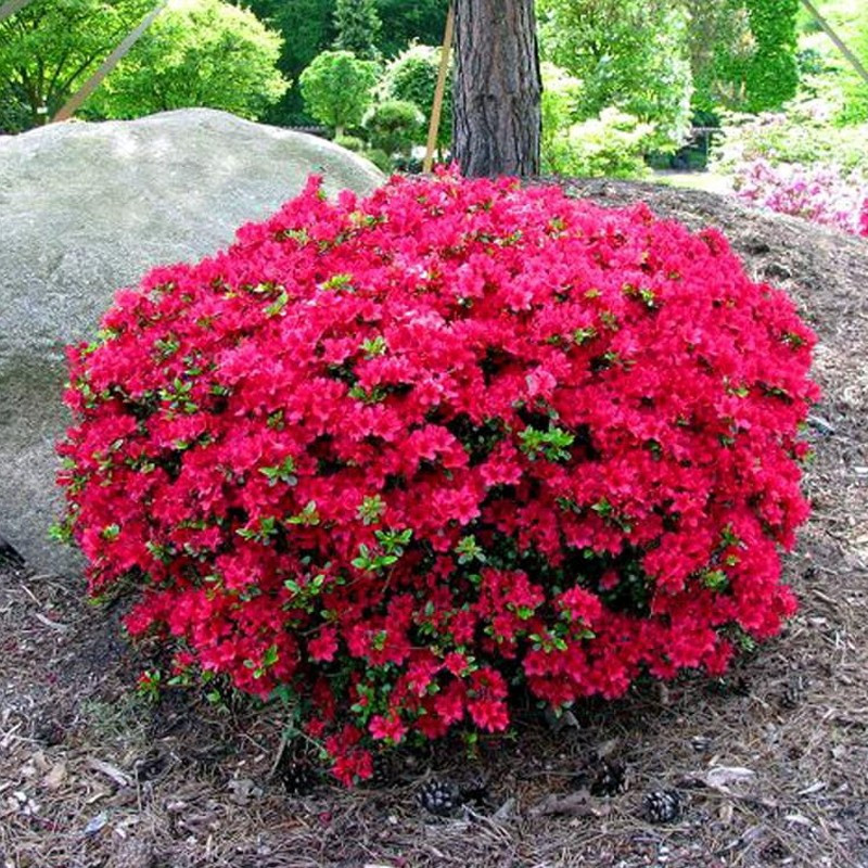 Azalia japońska marushka