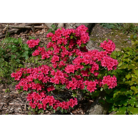 Azalia japońska marushka sklep