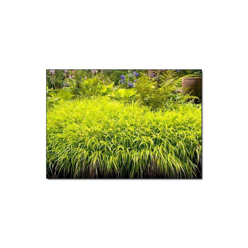 Hakonechloa All Gold cena