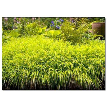 Hakonechloa All Gold cena