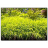 Hakonechloa All Gold cena