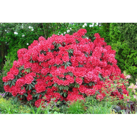 Azalia japońska marushka