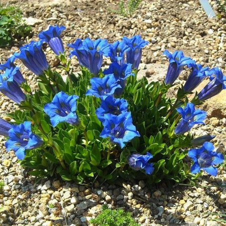 Goryczka siedmiodzielna sklep