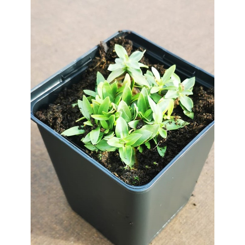 Goryczka siedmiodzielna