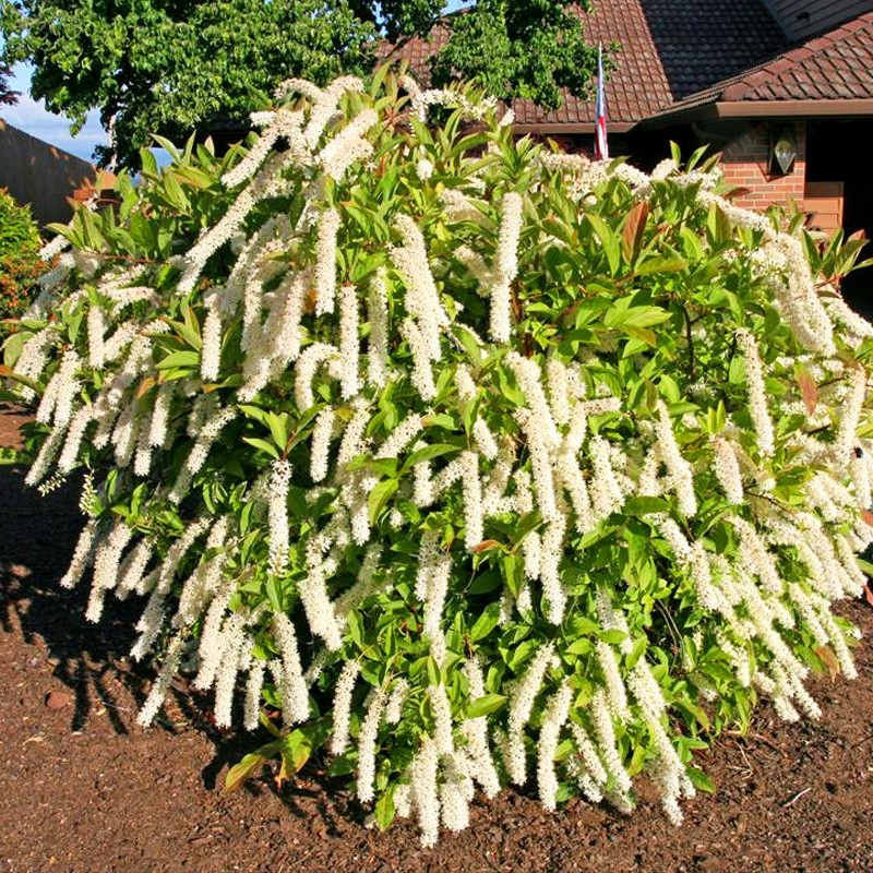 Itea wirginijska sklep