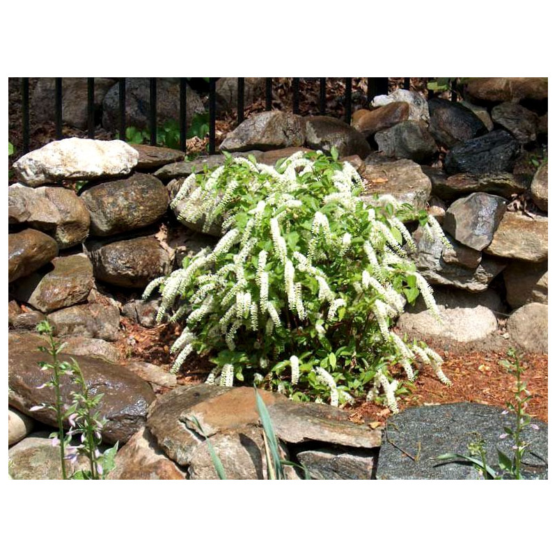 Itea wirginijska cena