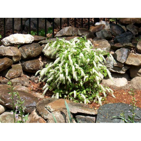 Itea wirginijska cena