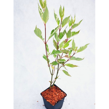 Dereń elegantissima cena