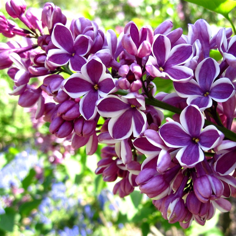 Lilak Sensation sklep