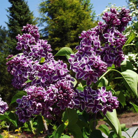 Lilak pospolity Sensation sklep