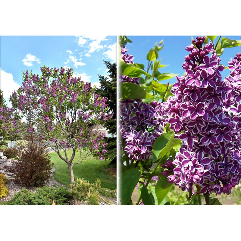 Lilak pospolity Sensation sklep