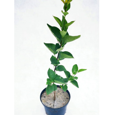 Lilak pospolity Sensation sadzonka