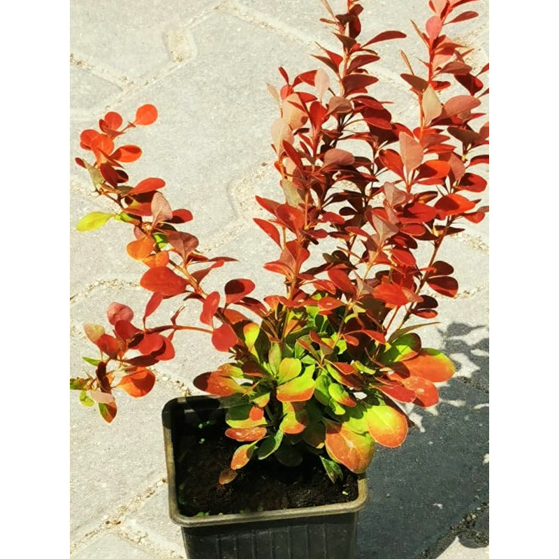 Berberys pomarańczowy cena