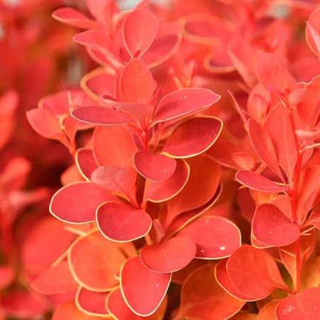 Berberys Orange Rocket